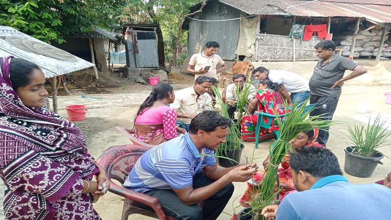 বটিয়াঘাটায় লোকজ-এর ধানের নতুন জাত উদ্ভাবনে ব্রিডিং প্রশিক্ষণ অনুষ্ঠিত